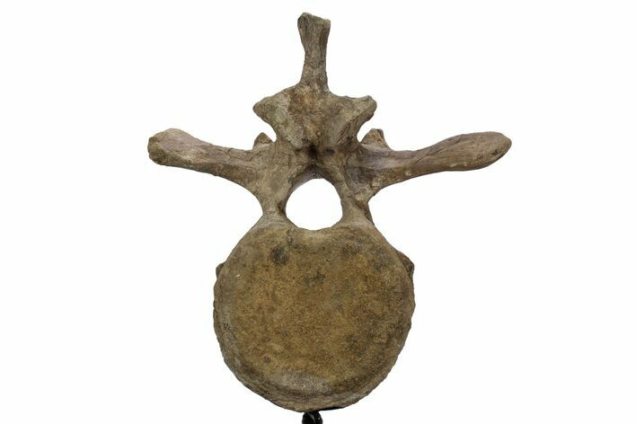 Triceratops Caudal Vertebra on Metal Stand - Wyoming #242359